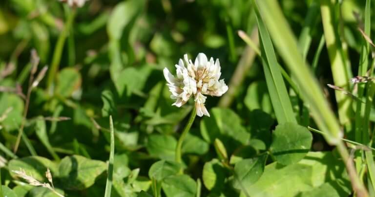 4 Of The Most Common Weeds In Alabama Envirospray 5987