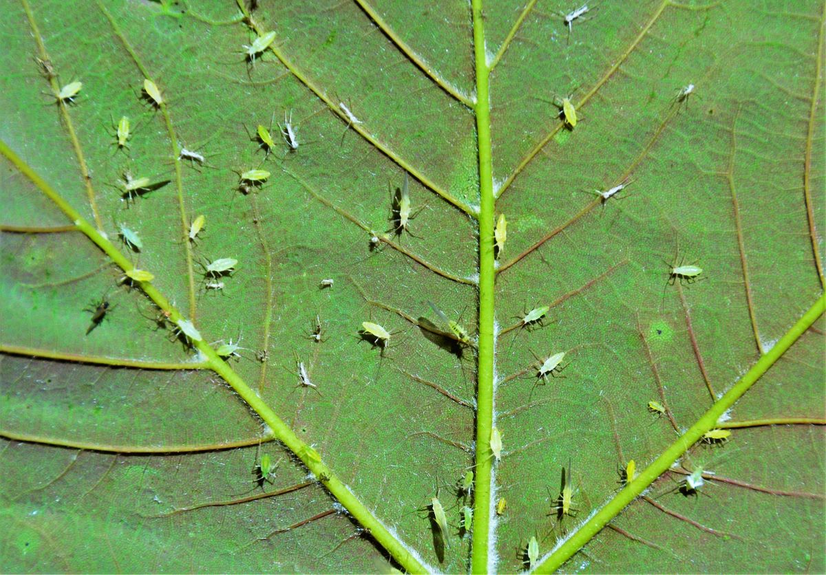 harmful-aphidoidea-insects-2023-11-27-05-31-11-utc