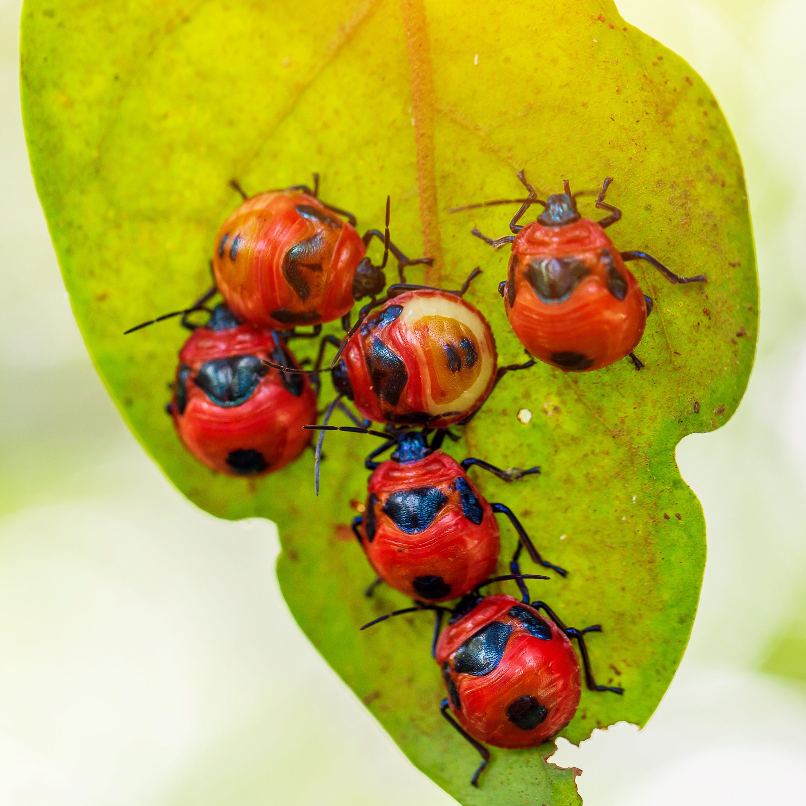 Eco-Friendly Pest Control